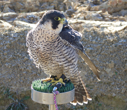 falco pellegrino